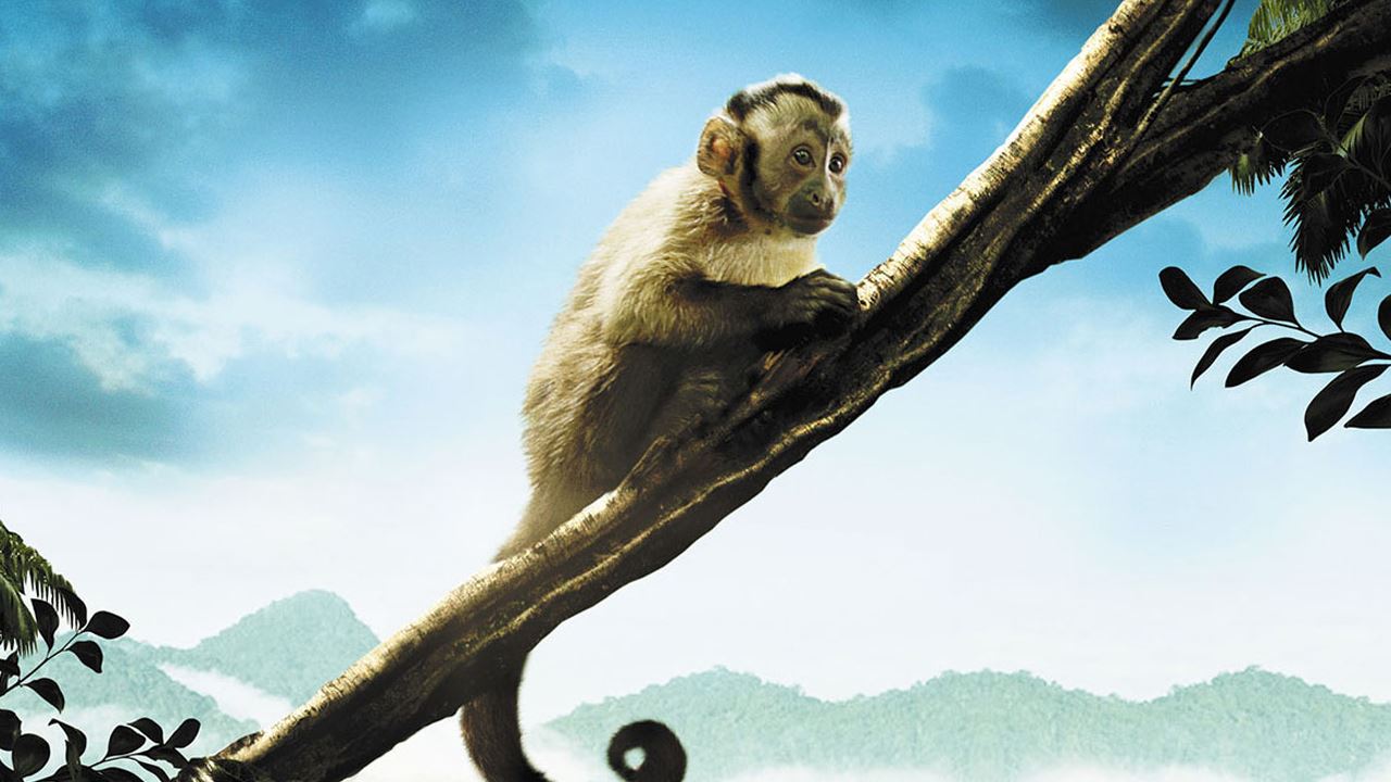 Amazonia - (2013) - My Movies - The Movie & TV Network - My Movies ...