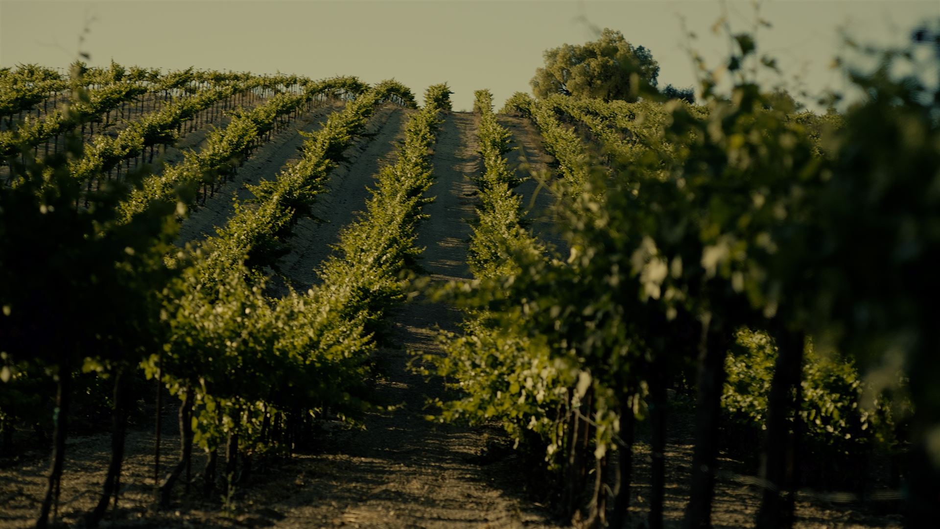 Terry Rope Wine Thief - (2024) - My Movies - The Movie & TV Network - My Movies ...