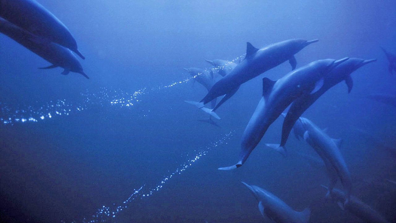 Deep Blue - (2003) - My Movies - The Movie & TV Network - My